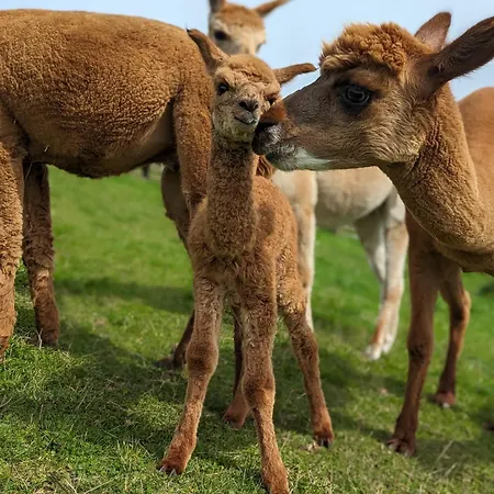 Flora & Fauna (adults Only) Ξενοδοχείο Βίντερμπεργκ