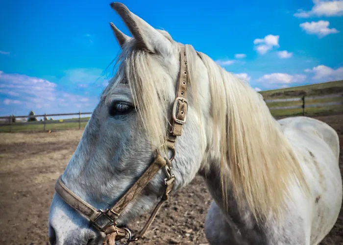 Hotel Wittgensteiner