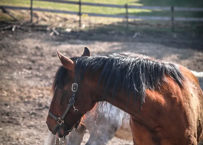 Flora & Fauna (adults Only) Отель Винтерберг